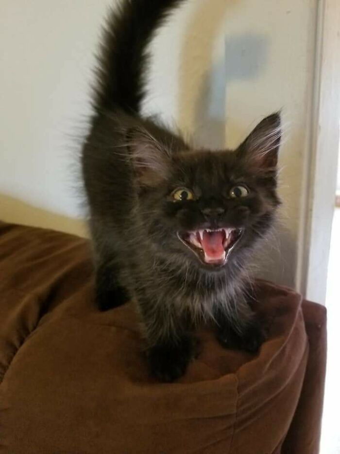 Bean Doing A Yell After Adoption