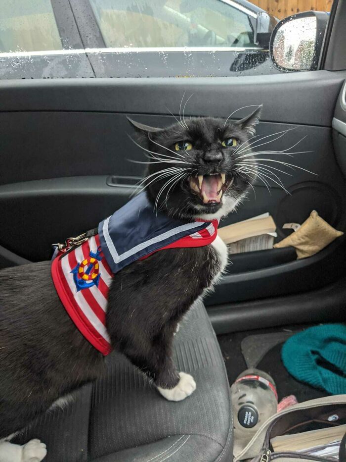 Arthur The Sailor Cat Doesn't Like My Driving
