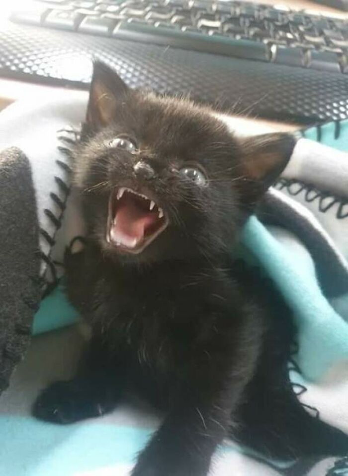 This Little Girl Screaming At My Local Animal Shelter