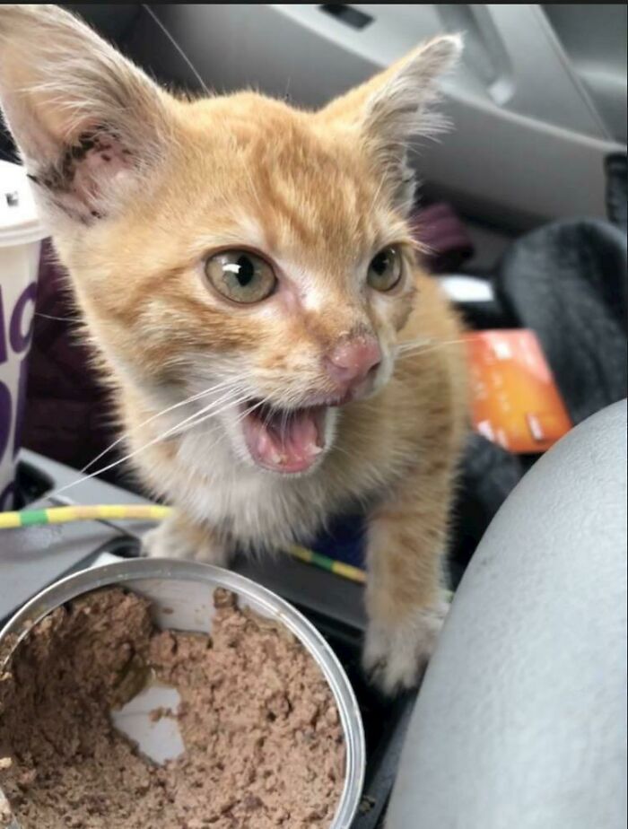 Encontré un gato en mi motor y tiene muchas quejas al respecto