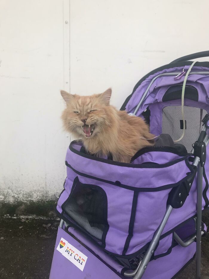 Met This Lad While On A Walk, Owner Said He Yells When He's Happy, 10/10 Would Get Yelled At Again