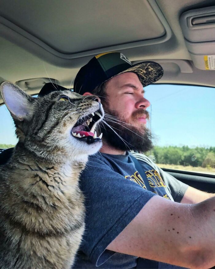 We Decided To Make The Drive From Phoenix To Sf With Two Cats, Thinking It Would Be Easier Than A Flight. We Set Up A Metal Barrier To Keep Them In The Hatchback Trunk With Food/Water/Litter But They Squeezed Their Way Out In Less Than 10 Minutes. The Rest Of The Drive Was Chaos