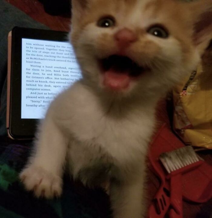 Friends 4 Week Old Foster Expressing His Teeny Tiny Opinion