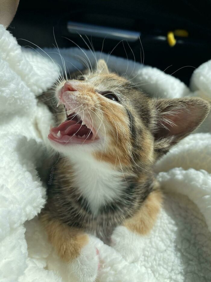 My Kitten Complaining About The Car Ride