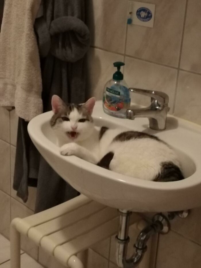 My 16 Year Old Cat, Yelling At Me From The Sink