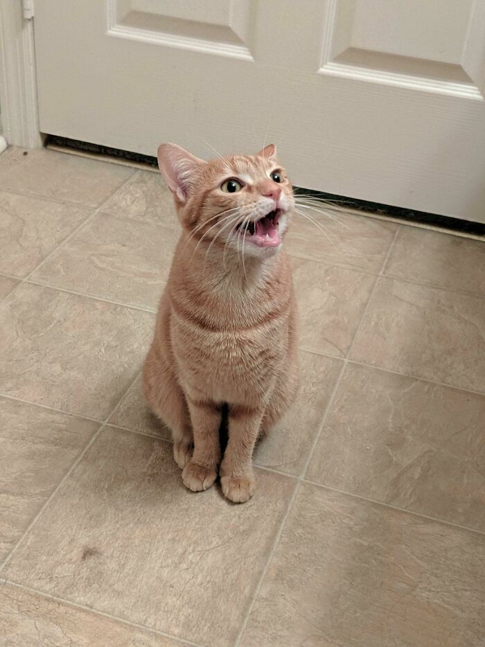 Tater Tot Asking Politely To Be Let Out Of The Bathroom