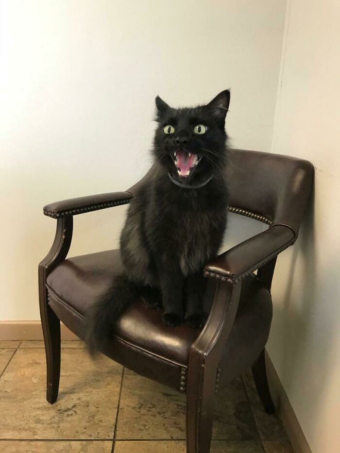 At The Vet. He's Saying, "I Would Prefer Not To." Folks At R/Blackcats Said I Should Share This Here