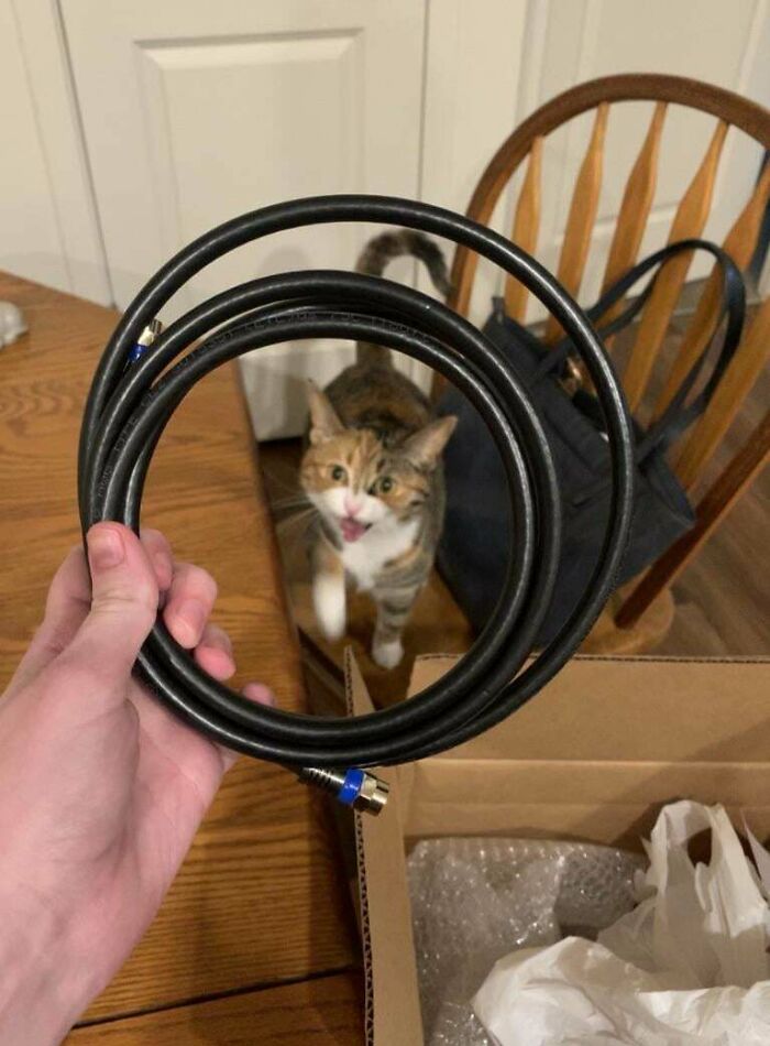 Her Favorite Toys Are Hair Ties. She Thought The Coax Cable Was A Giant Hair Tie I Got Just For Her