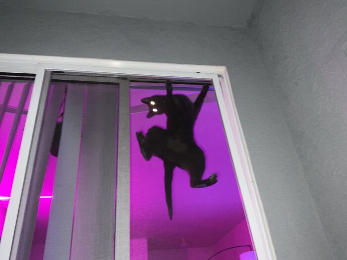 I Knew Cats Could Defy Gravity. I Didn’t Know They Could Do So In Such A Terrifying Eye-Laser-Equipped Ways