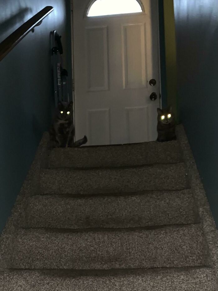 My Cats At The Top Of The Steps