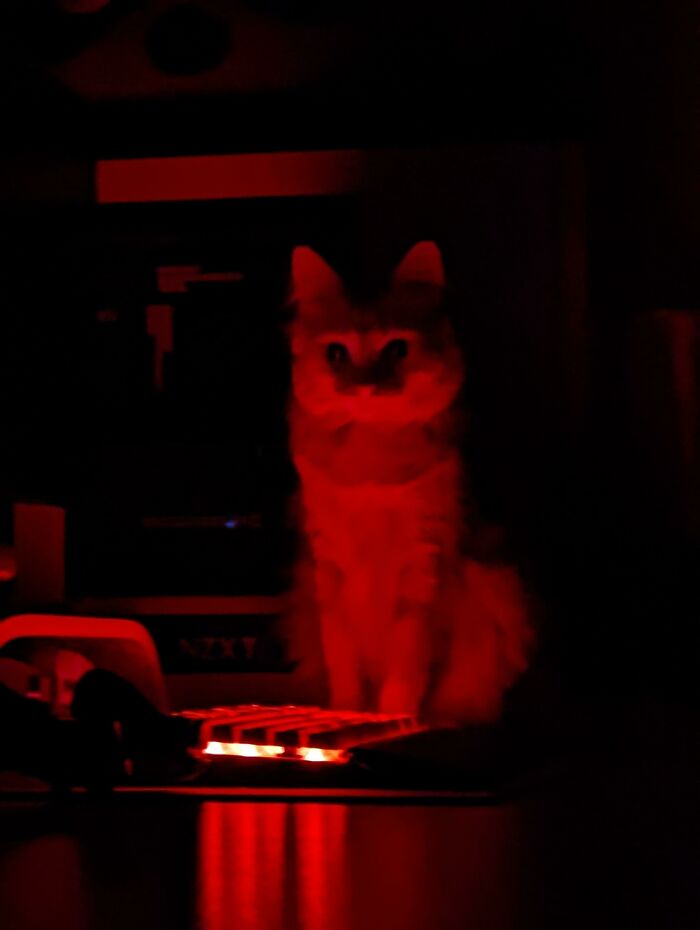 How To Stop My Keyboard From Lighting Up When My Cat Steps On It At Night?