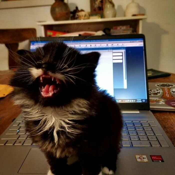 a meowing kitten sitting on the laptop