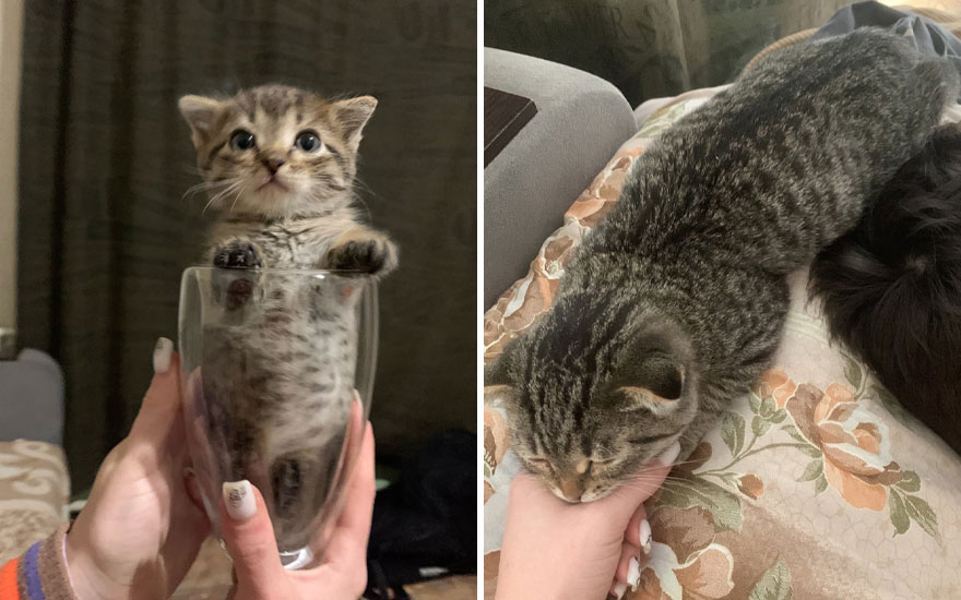 New “Then And Now” Pics Of Adorable Kittens Turning Into Majestic Cats, As Shared On This “Cat Grows” Group