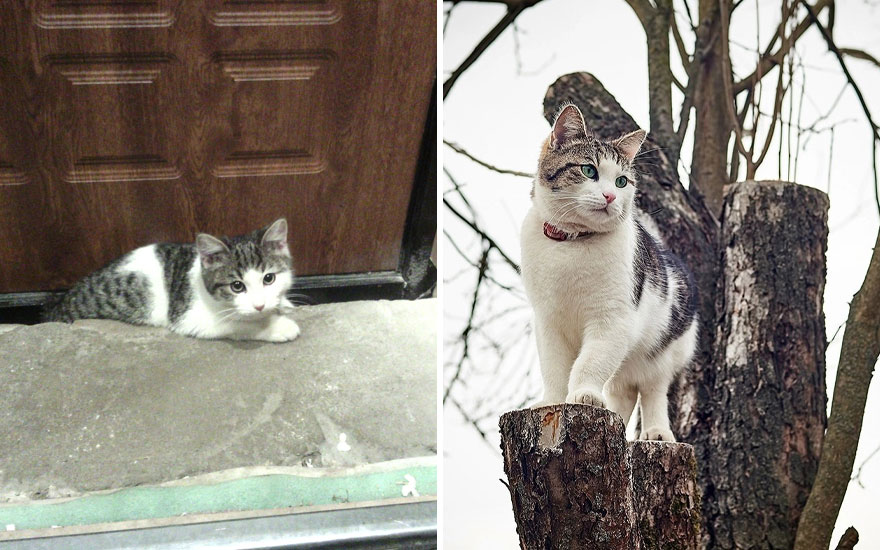 New “Then And Now” Pics Of Adorable Kittens Turning Into Majestic Cats, As Shared On This “Cat Grows” Group