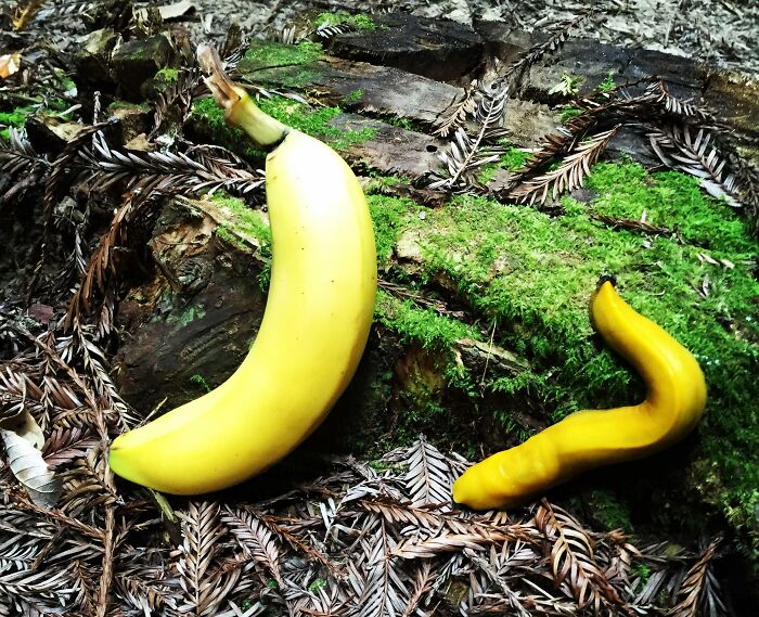 This Tropical Fruit That Resembles A Banana Slug