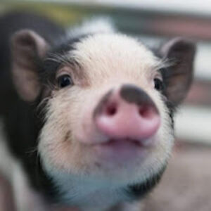 chloemccolley avatar