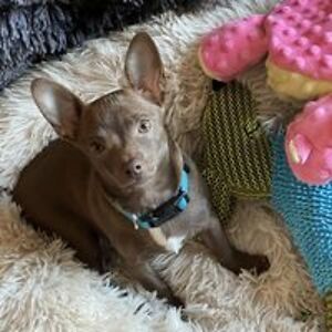 nicolealmendrala avatar