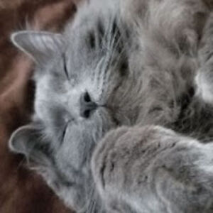 shannoncarlough avatar