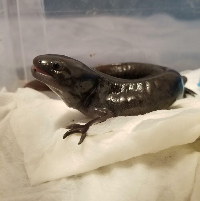 This Is Nyx. He Is A Morphed Axolotl. So Far Today, He's Been Called Elegant, A Tiny Man In A Gimp Suit