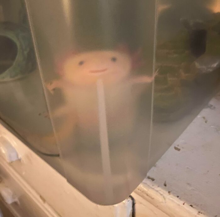 Cute axolotl peeking through a frosted container, showcasing its adorable features.