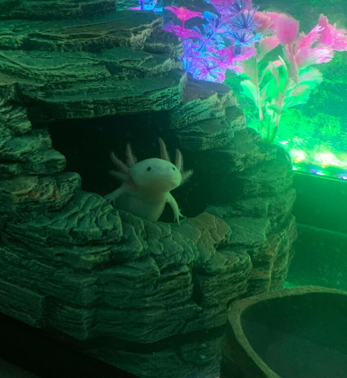 Cute axolotl peeking out from rocky hideout, surrounded by vibrant aquarium plants.