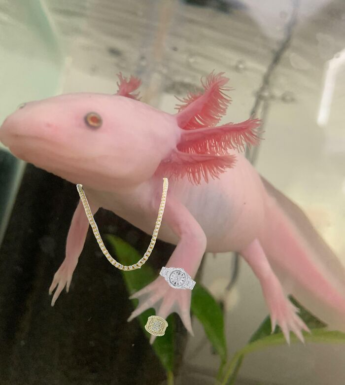Cute axolotl wearing jewelry, featuring a watch, ring, and necklace, in a tank.
