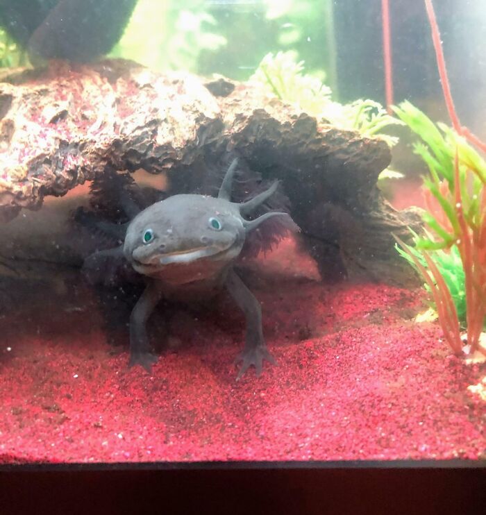 A cute axolotl with green eyes in a colorful aquarium setting, sitting on pink sand.