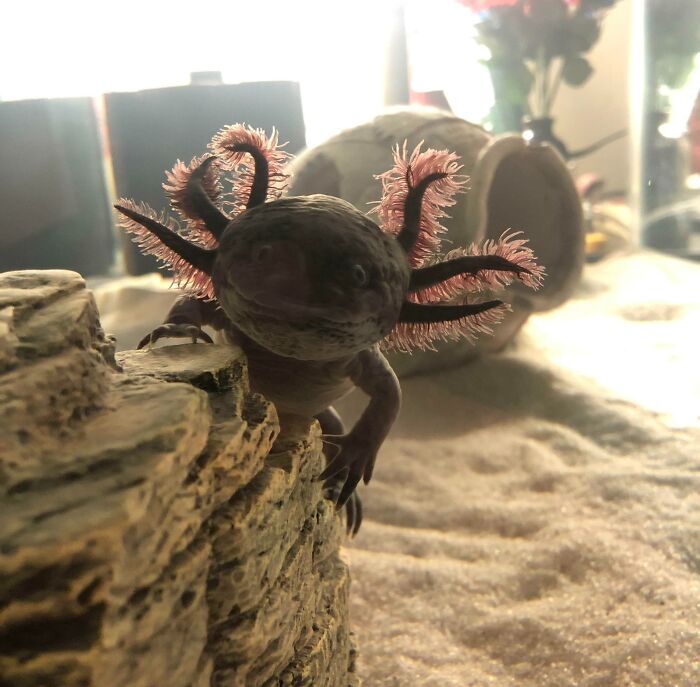 Cute axolotl climbing on rocks in an aquarium, showcasing its unique pink gills.