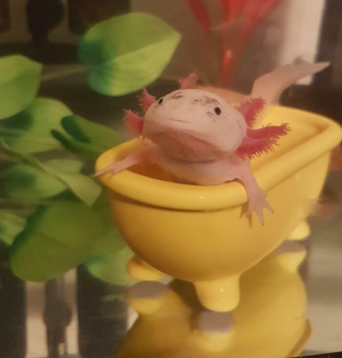 Cute axolotl in a small yellow tub with plants in the background.