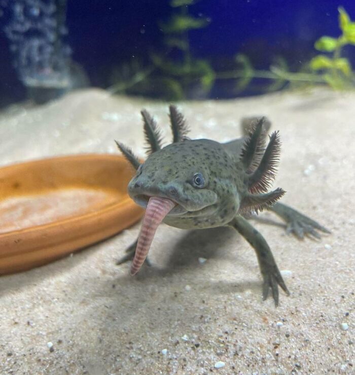 Cute axolotl with gills in an aquarium setting, showcasing its unique appearance on a sandy substrate.