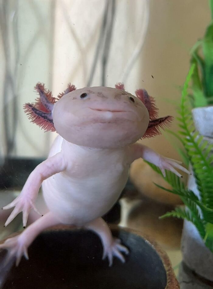 Cute axolotl with pink feathery gills in a tank, next to green plants.