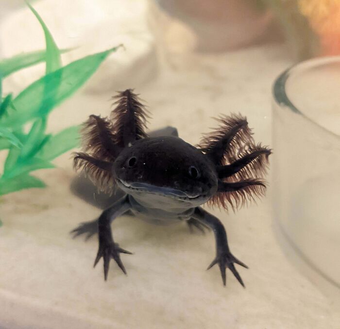 Cute black axolotl with feathery gills swimming near a green plant in an aquarium.