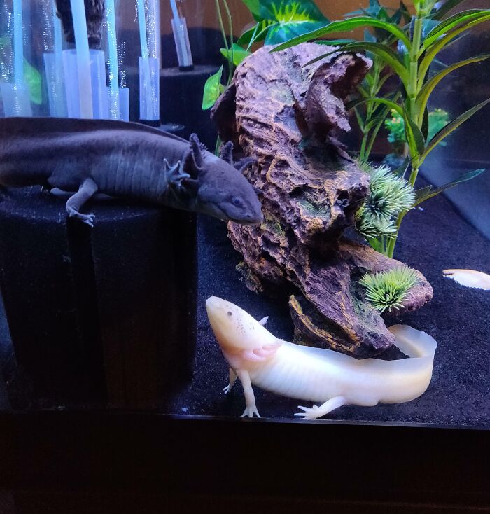 Two cute axolotls in an aquarium with plants and a rock.