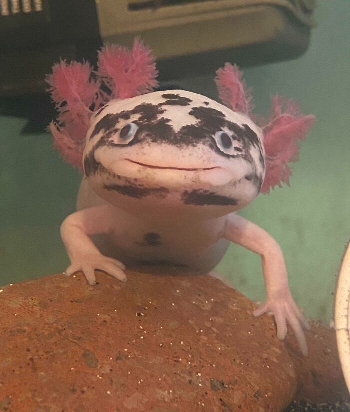 Why Are Axolotls So Dumb? Look At Him. He’s The Living Embodiment Of - No Thought, Head Empty