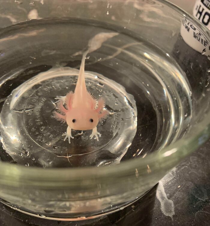 Cute axolotl in a clear glass bowl, pink with frilly gills, looking up at the camera.