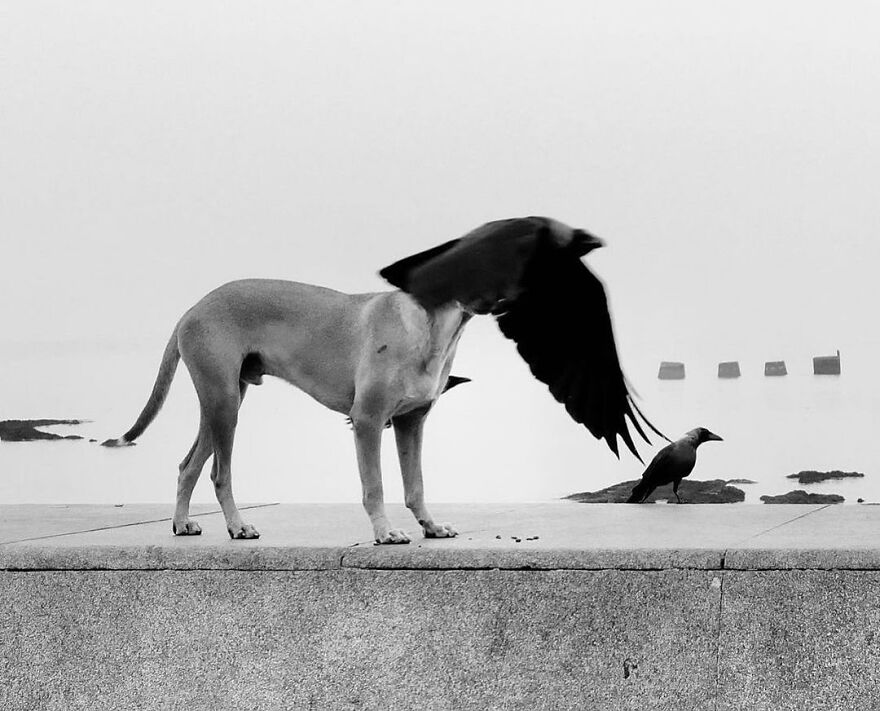 57 Stunning New Pics Of Animals Shared By Decisive Moments Magazine