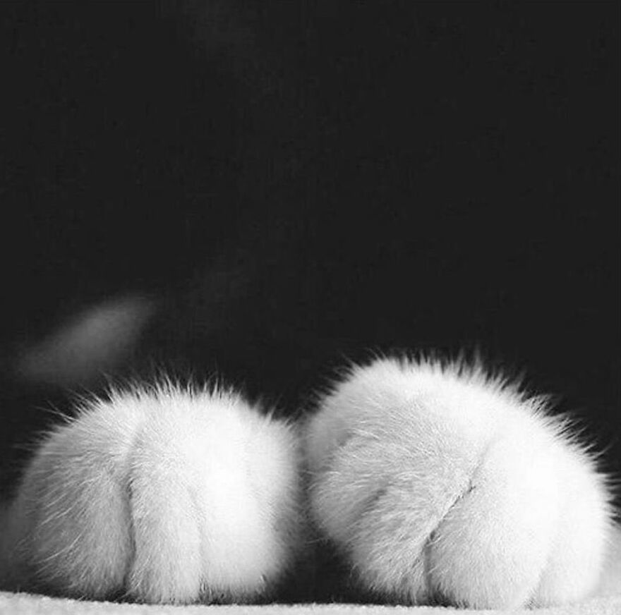 57 Stunning New Pics Of Animals Shared By Decisive Moments Magazine