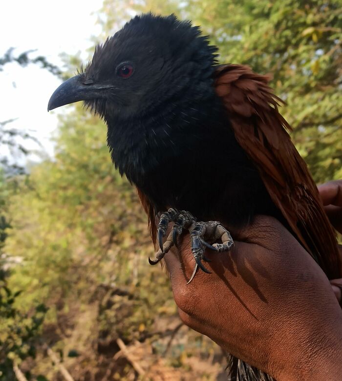 Person holding brown and black crow
