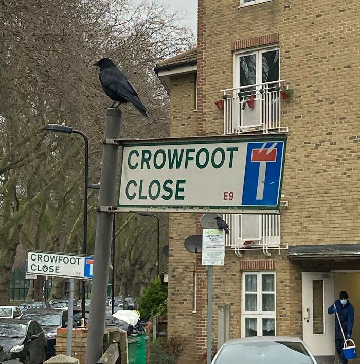 Crow standing on the sign