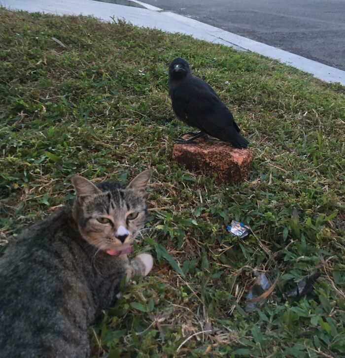 Black crow with cat near