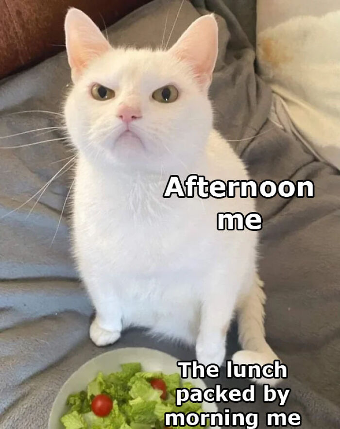 angry morning cat meme