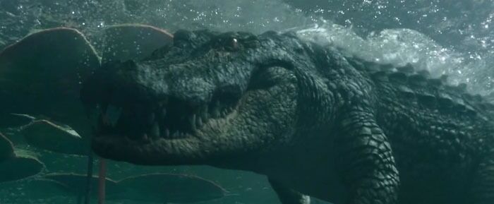 Aligator swimming in the water 