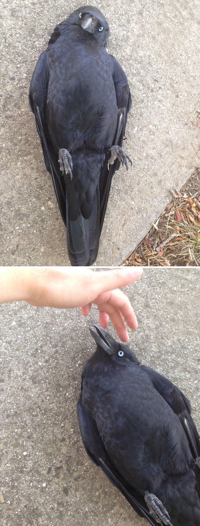 Crow lying on their back and person pet