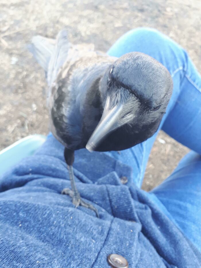 Crow looking at persons face