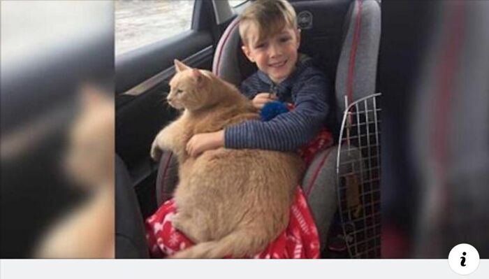 Mom Tells Boy He Can Pick Any Animal At Shelter. He Picked This Elderly, Overweight And Shy Cat. 😺
