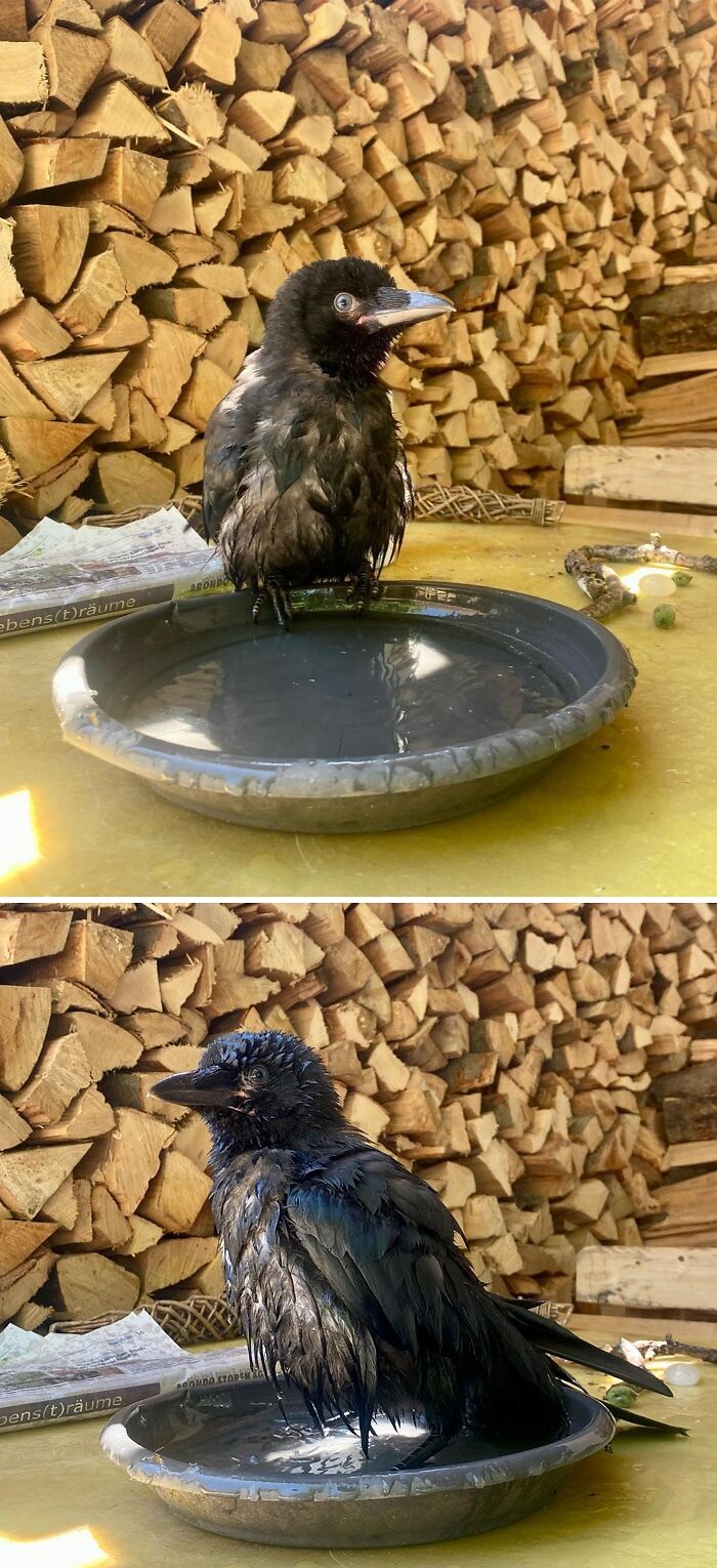 Crow taking a bath