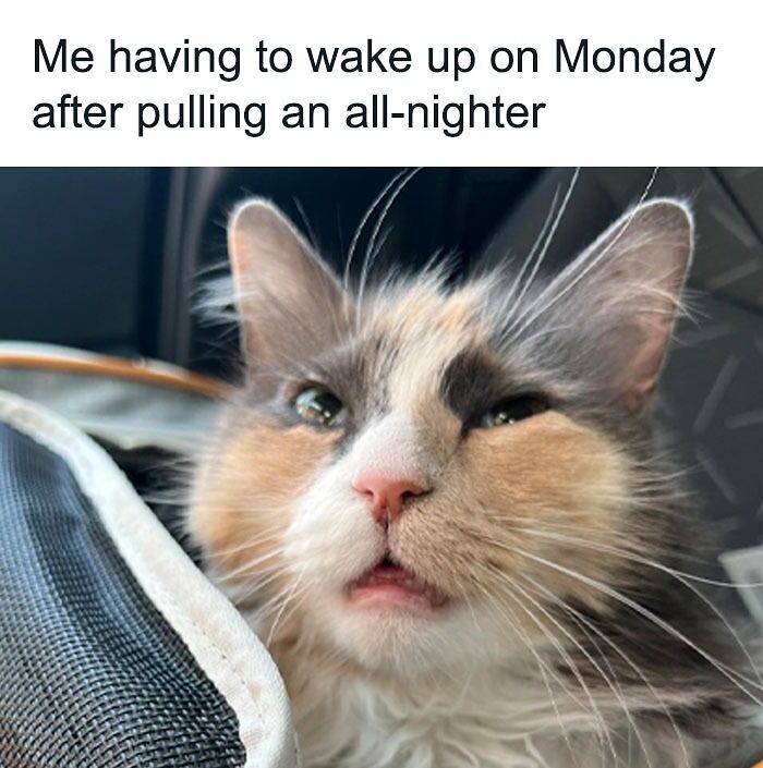 monday morning cat meme