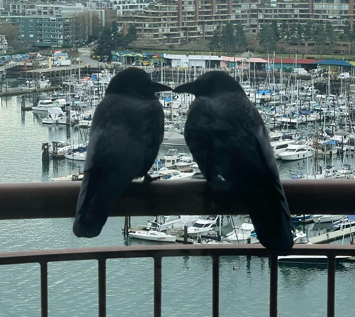 Crows kissing