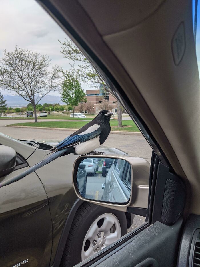 Magpie on the car looking
