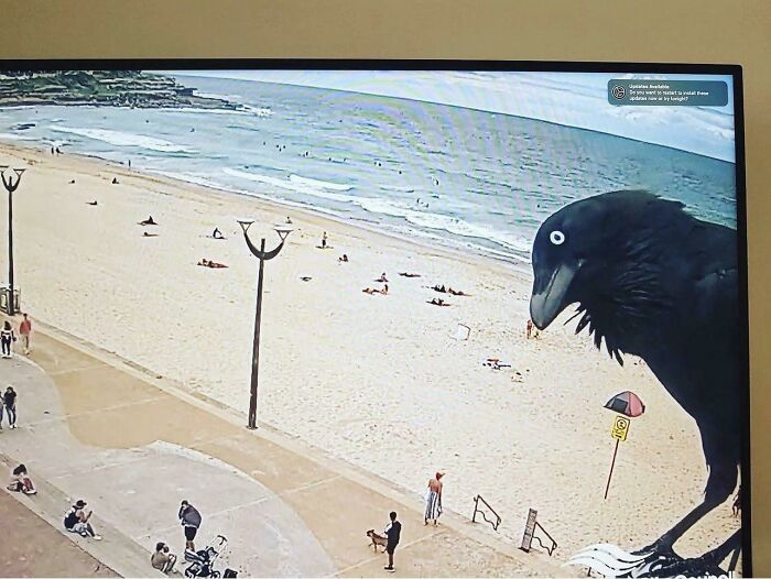 Crow looking at camera